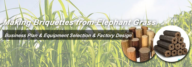 start elephant grass briquetting business