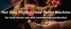 Manufacturing Technology of Chicken Feed Pellets in Small Poultry Feed Processing Plant
