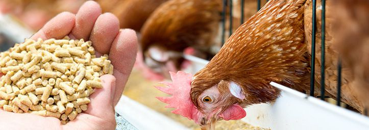 Poultry Feed Pellet Economic Benefits