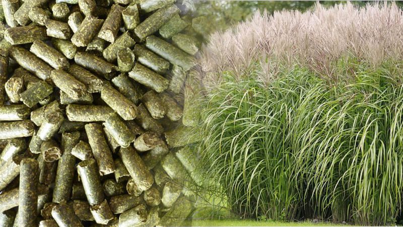 Grass Feed Pellet Processing