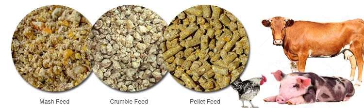 Animal Chicken Pig Feed Pellet Making Business