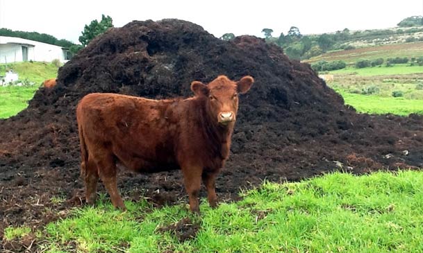 making manure pellets