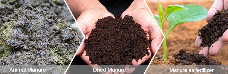 Animal Manure Organic Fertilizer