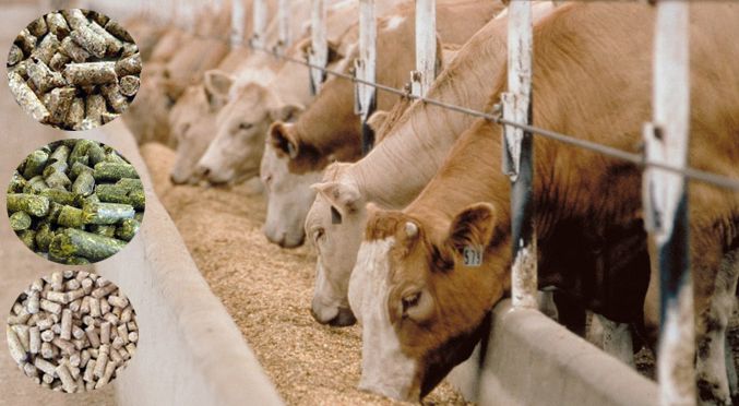 Cattle Feed Pellet VS Traditional Feed