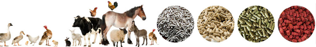 innovative feed solutions for different animals