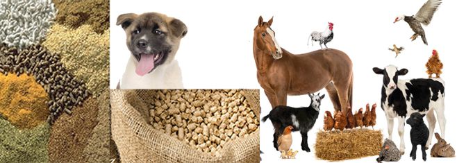 Feed Pellets for Animals