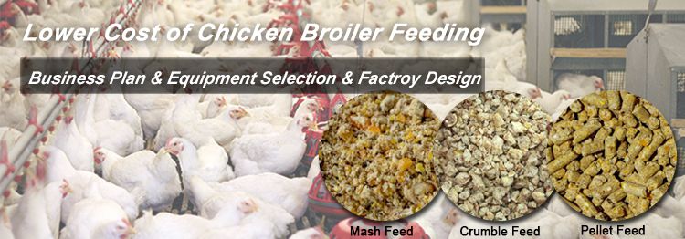 chicken broiler feeding low cost business plan