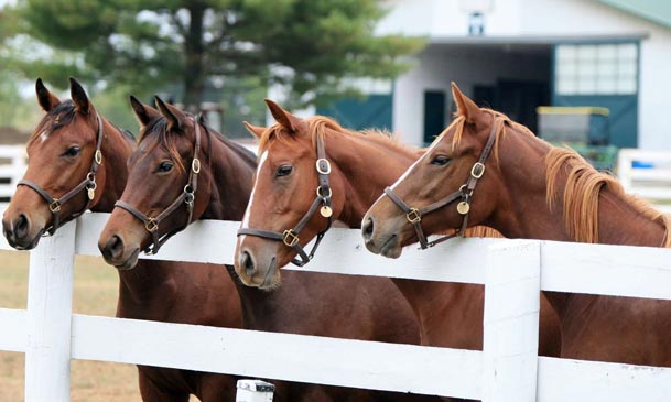make feed for horse