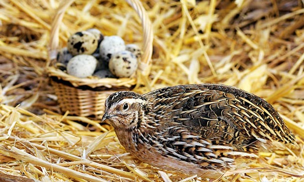 make feed for quails