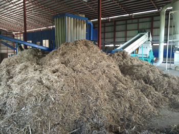 napier grass