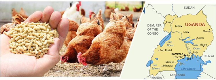 Starting Poultry Feed Manufacturing Business in Uganda