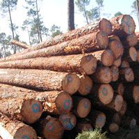 wood logs